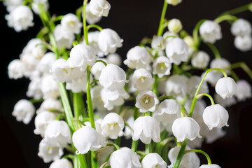 Macro shot of lily of the valley isolated on a black.