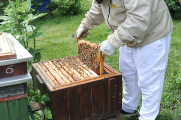 Beekeeper or apiarist at the beehive in orchard in apiary for ecological and organic honey production by bees with green grass