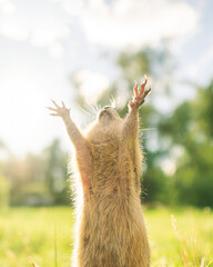 funny gopher, rodent in the park having fun. paws up, the animal worships the sun.