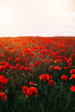 Beautiful summer day over the red poppy flower field. Countryside field with wild flowers and herbs. © AlexGo
