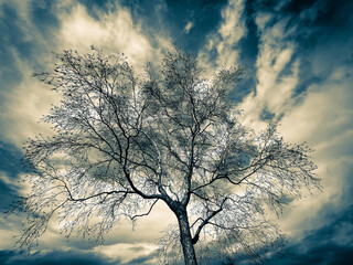 tree in the sky