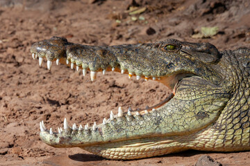 Nile crocodile (Crocodylus niloticus) on the bank of the Chobe River in Botswana, Africa.