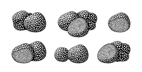Truffle logo. Isolated truffle on white background - obrazy, fototapety, plakaty