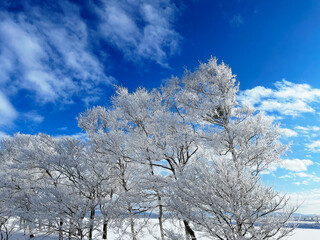 snow covered trees