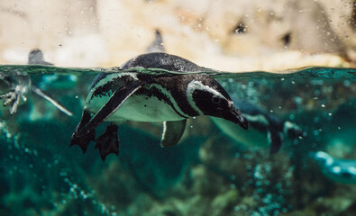 Penguin swimming underwater