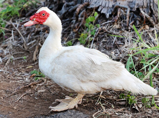 albino duck