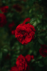 Dark background with beautiful red rose.