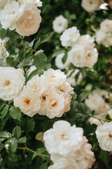 Obraz na płótnie Canvas White roses beautiful light background.