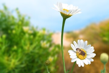 A wild bee on a flower on nature background © BillionPhotos.com