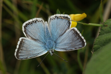 A male Chalkhill Blue Butterfly, Polyommatus coridon, resting on a flower in a meadow.