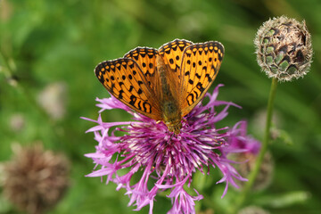 A Dark Green Fritillary Butterfly, Argynnis aglaja, nectaring on a Greater Knapweed flower growing in a meadow.