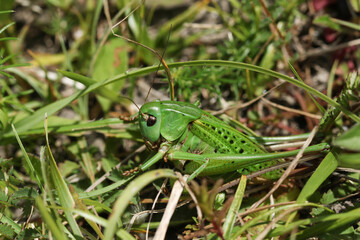An extremely  rare Wart-biter Bush-cricket, Decticus verrucivorus, in the undergrowth on a south facing chalk hill slope.