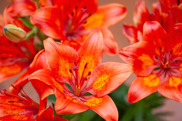 Orange lilies close-up in the garden