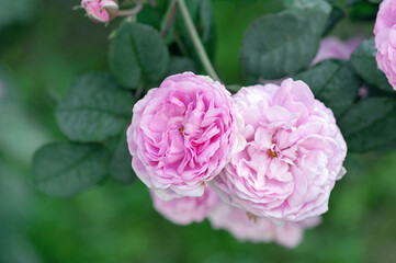 Beautiful pink fresh garden roses in the garden.