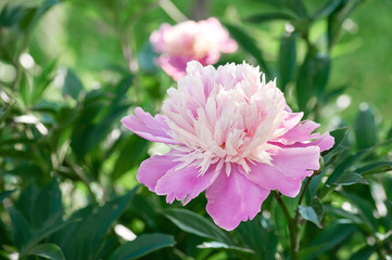 Beautiful pink fresh peonies in the garden at sunrise.