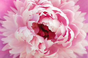 Pink peony close up. flowers background