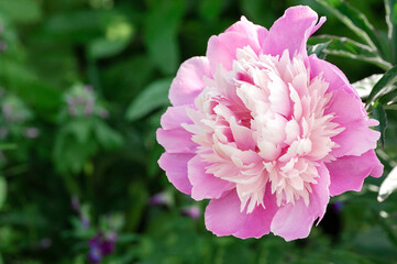 Pink peony close-up in the garden on the background of nature. Place for text