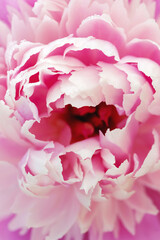 Pink peony close up. flowers background, vertical photo