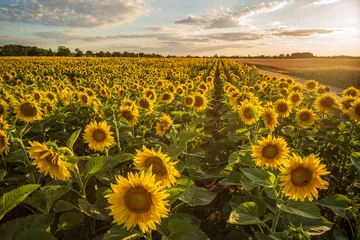 Foto op Aluminium field of sunflowers © Dirk