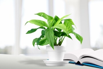 Pot with green  houseplant and books on window sill