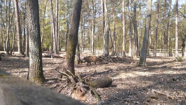 Wild boars run through the forest. Wild animals in the forest