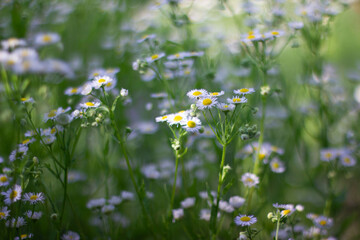 daisies in a field