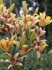 Lily flower, depicted in close-up, in red and white