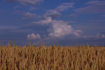 field of wheat