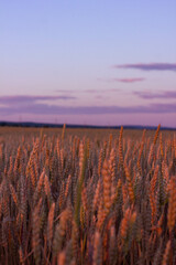 sunset over the field