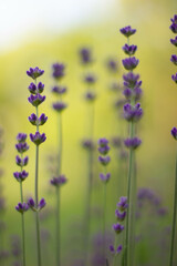 lavender flowers in the garden