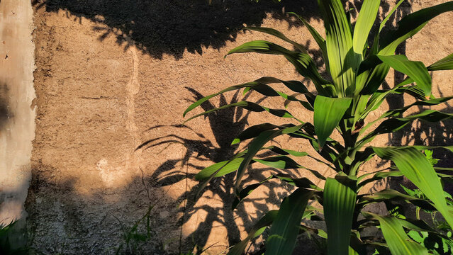The dracena plant in the sun and against the wall 02