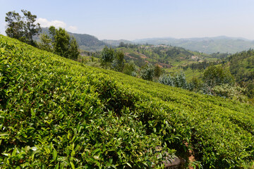 Fototapeta na wymiar Lush green tea gardens in plantation in Conoor in south India