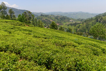 Fototapeta na wymiar Lush green tea gardens in plantation in Conoor in south India