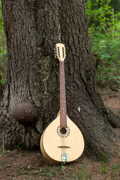 The national Greek string-plucked musical instrument Bouzouki was leaned against a tree.