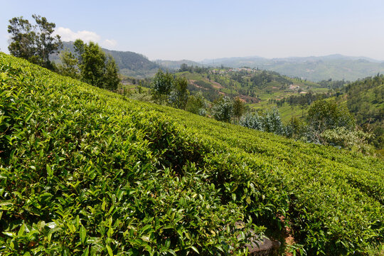 Lush green tea gardens in plantation in Conoor in south India