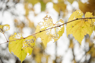 lacy yellow leaves on a branch in autumn