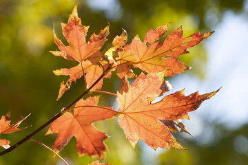 Naklejka na ściany i meble red maple leaves against the sun