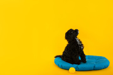 Concept of home pet, toy poodle, space for text