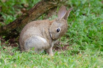 A young wild rabbit is sitting on the grass. It has its rear leg lifted as it looks down to inspect the paw