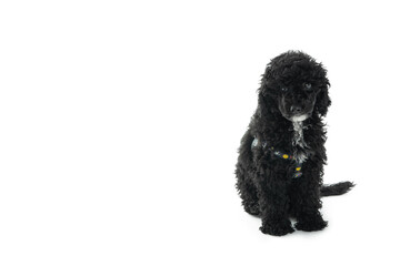 Concept of home pet, black toy poodlу isolated on white background