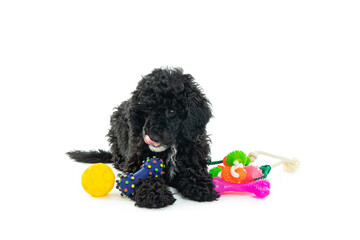 Concept of home pet, black toy poodlу isolated on white background