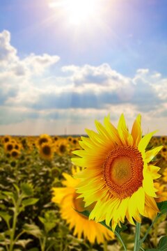 Large yellow sunflowers bloomed on a farm field in summer. The agricultural industry, production of sunflower oil. Healthy ecology organic farming, and nature background.