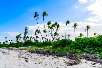 Photo sur Plexiglas Plage de Nungwi, Tanzanie Des cocotiers à la plage près du village de Matemwe sur l& 39 île de Zanzibar, Tanzanie