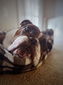 bulldog puppy