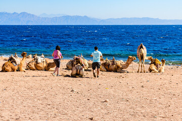 Tourists and camels at the shore of Red sea in Dahab, Egypt