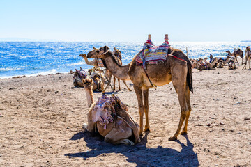 Camels at the shore of Red sea in Dahab, Egypt