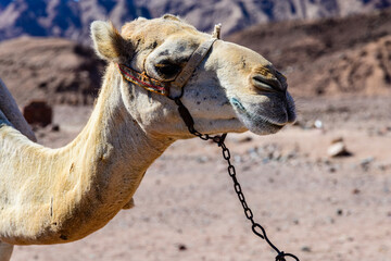 Camel at the shore of Red sea in Dahab, Egypt