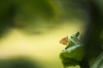 Schmetterling im Unterholz versteckt