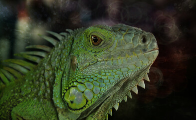 Fototapeta premium green iguana on a branch