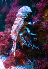 A large crustacean with many legs and massive pliers, descends a stone full of corals and multicolored plants.